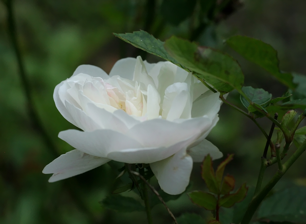 Gestern im Donaukanal-Rosarium