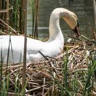 gestern im Donaupark - Nestbau