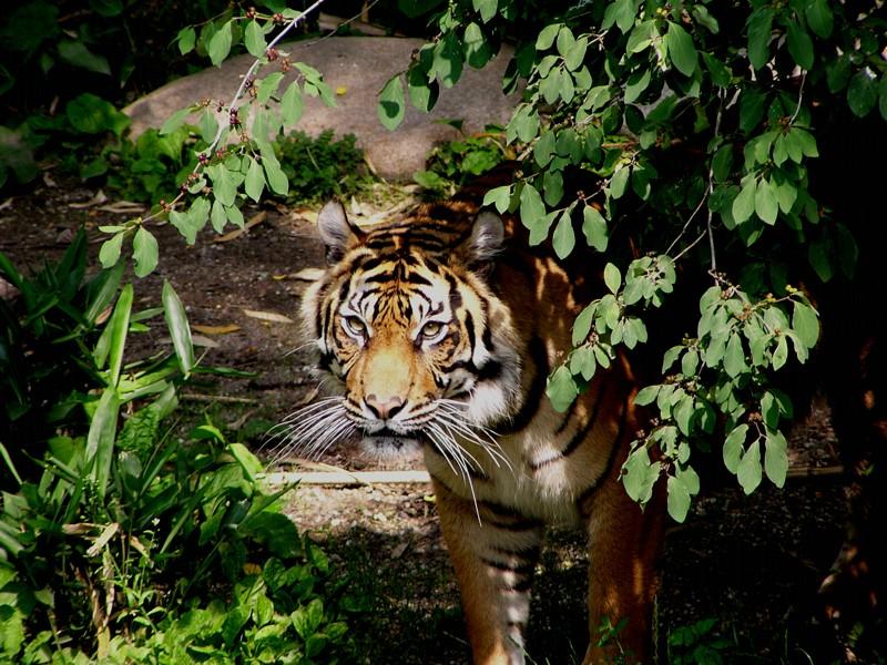 Gestern im Dschungel Foto & Bild | tiere, zoo, wildpark & falknerei ...