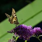 Gestern im Garten