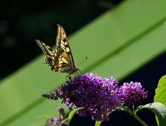 Gestern im Garten