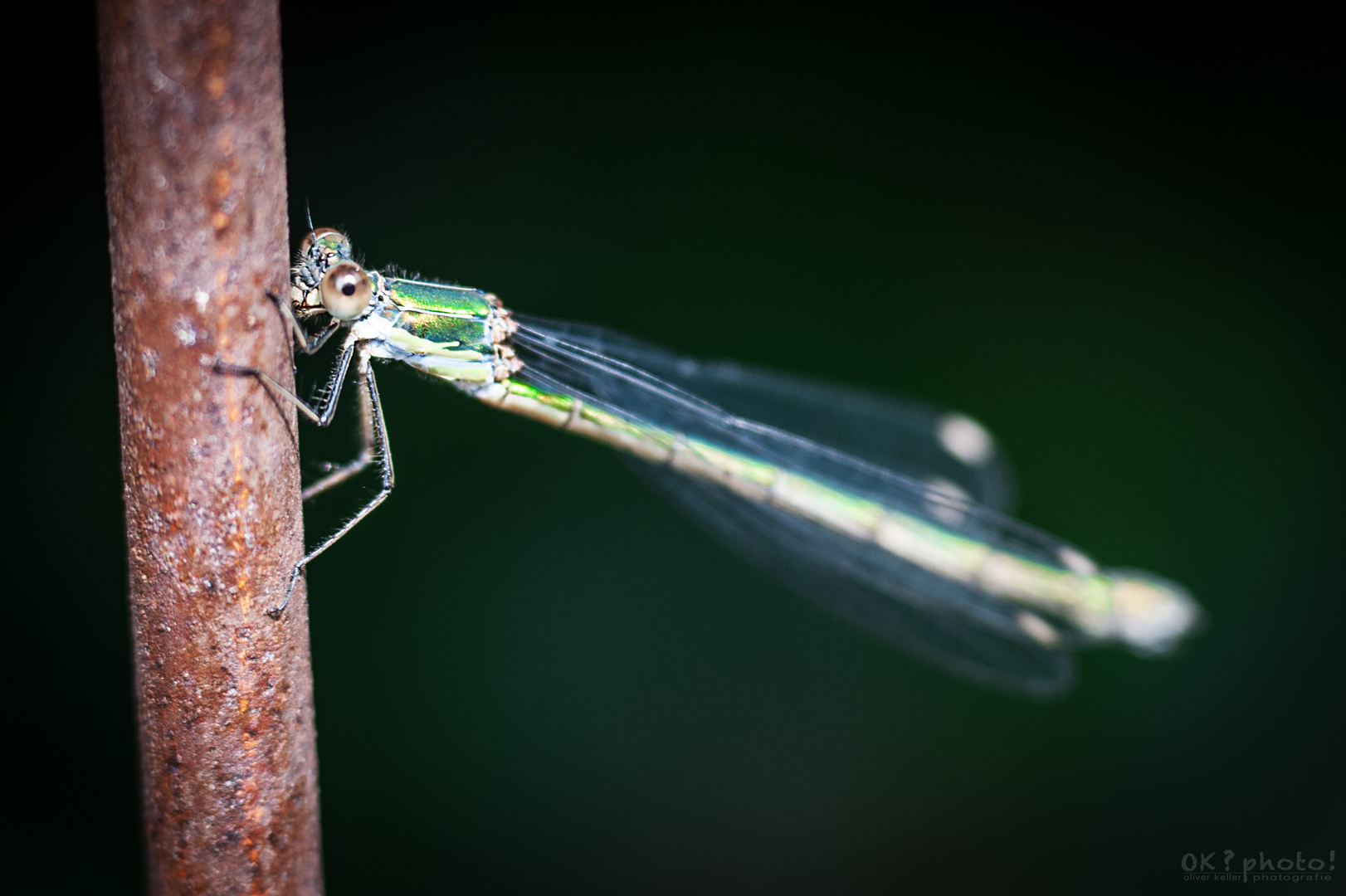 gestern im Garten...