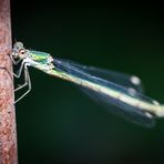 gestern im Garten...