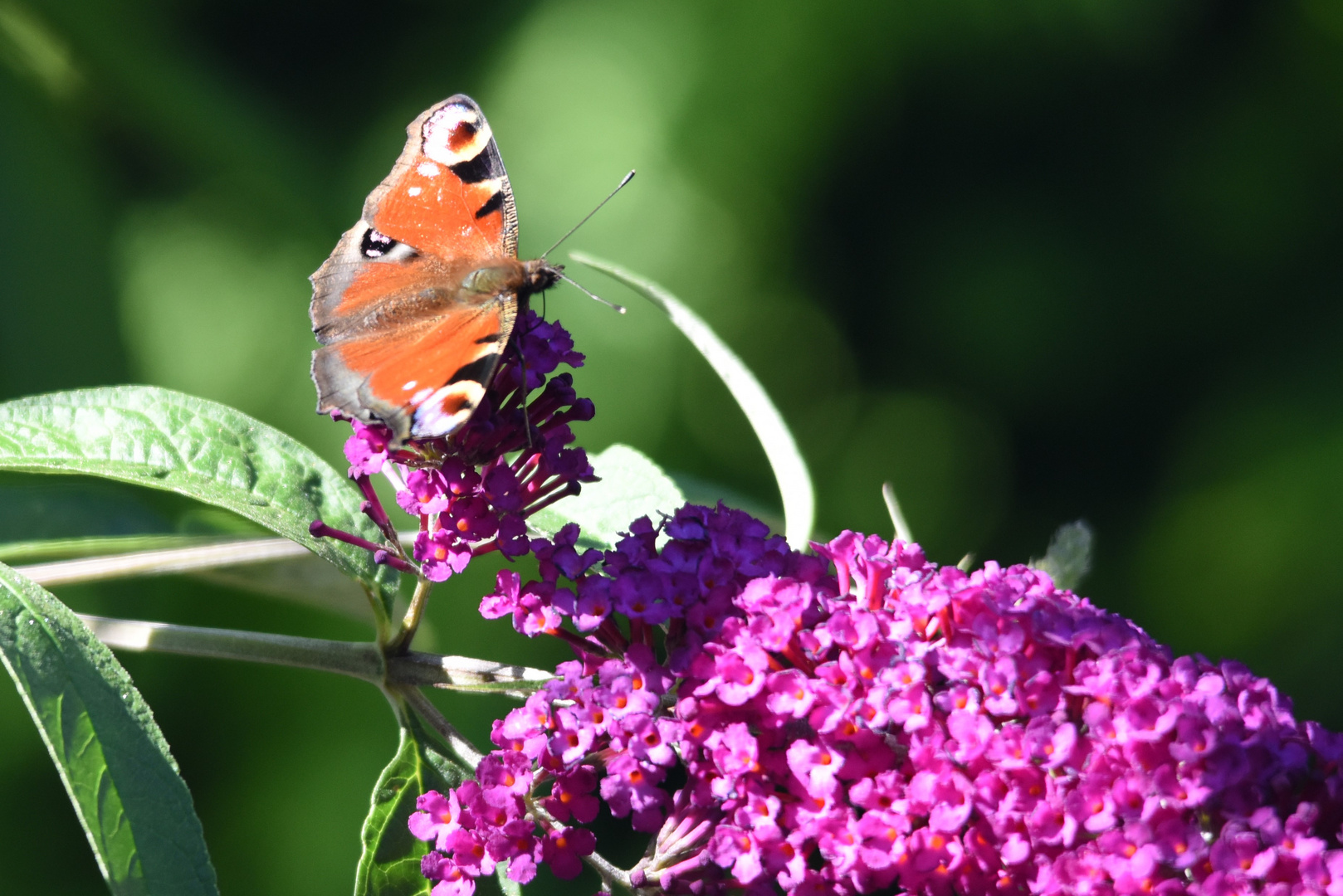 Gestern im Garten 2