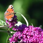 Gestern im Garten 2