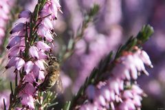 Gestern im Garten