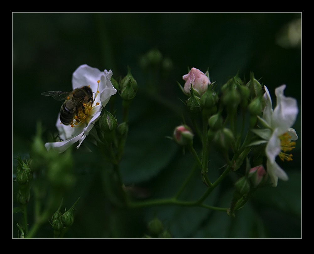 gestern im Garten