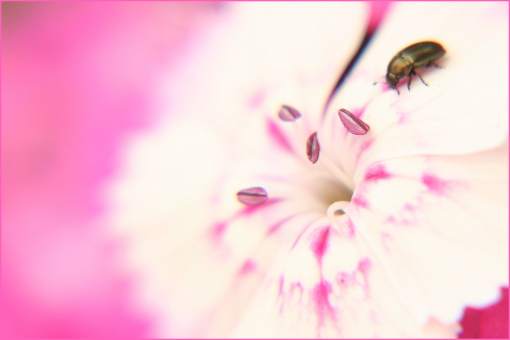 gestern im Garten