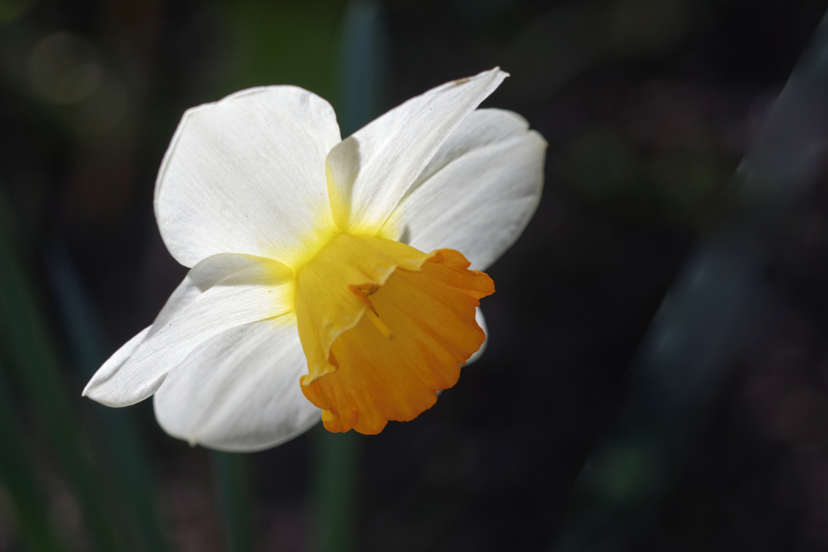 gestern im Garten