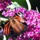 Gestern im Garten