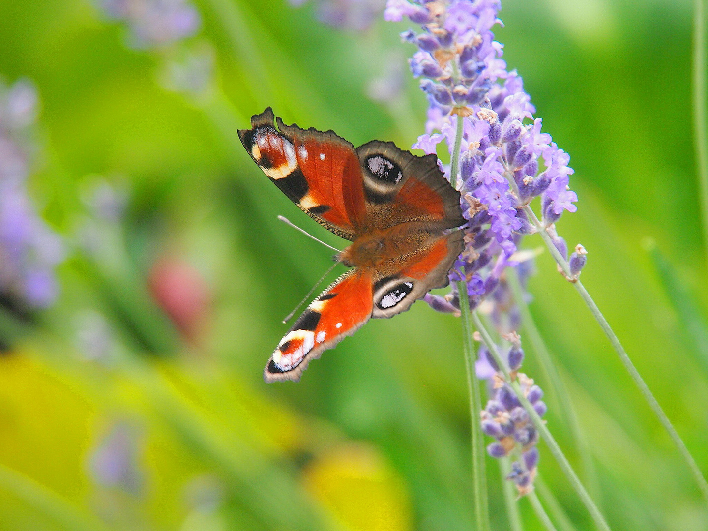 Gestern im Garten