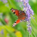 Gestern im Garten