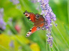 Gestern im Garten