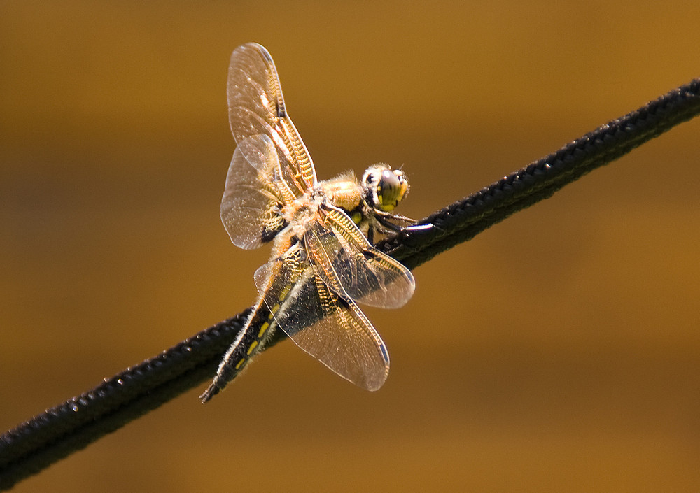 Gestern im Garten