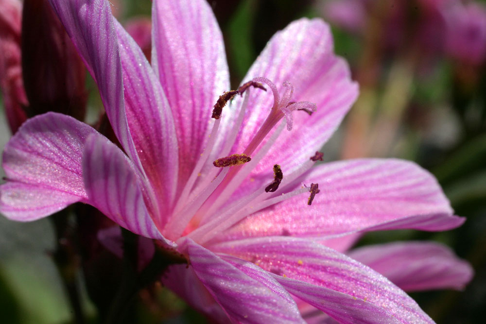 gestern im Garten...