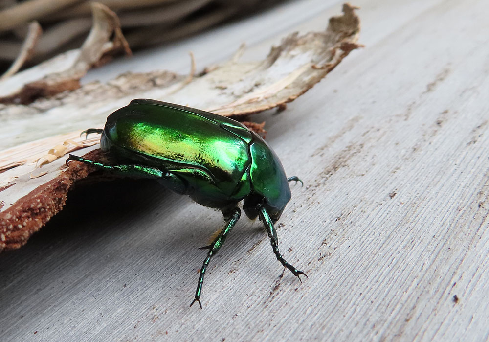 Gestern im Garten...