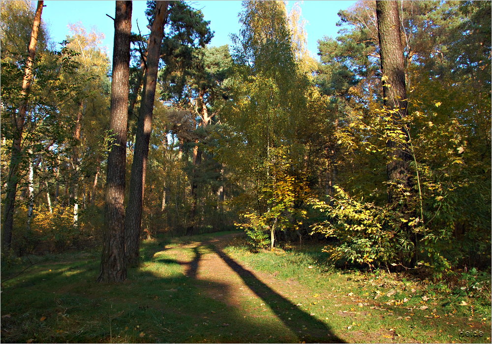 Gestern im Grunewald