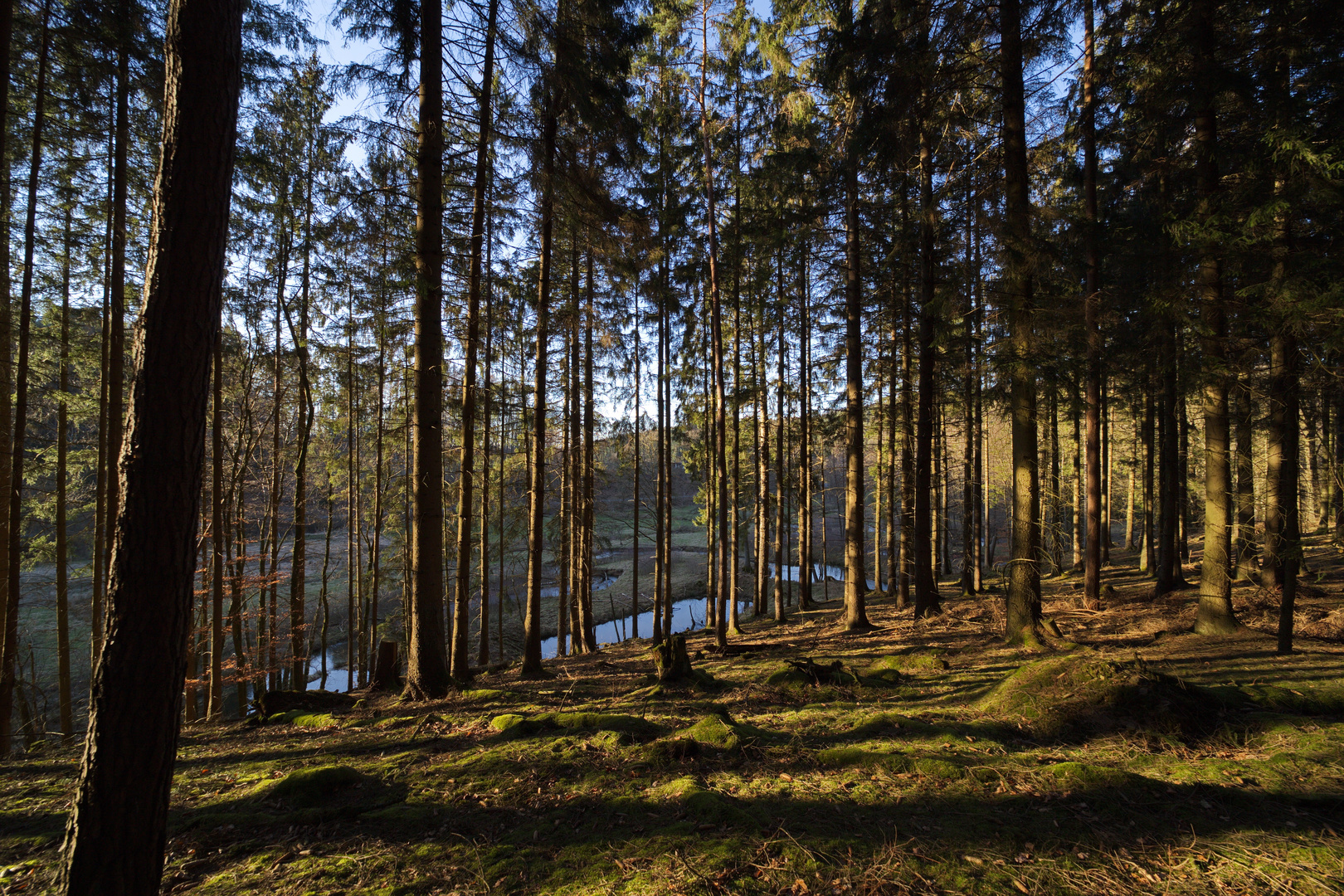 Gestern im Hevetal (Arnsberger Wald)