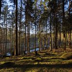 Gestern im Hevetal (Arnsberger Wald)