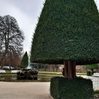 Gestern im Hofgarten