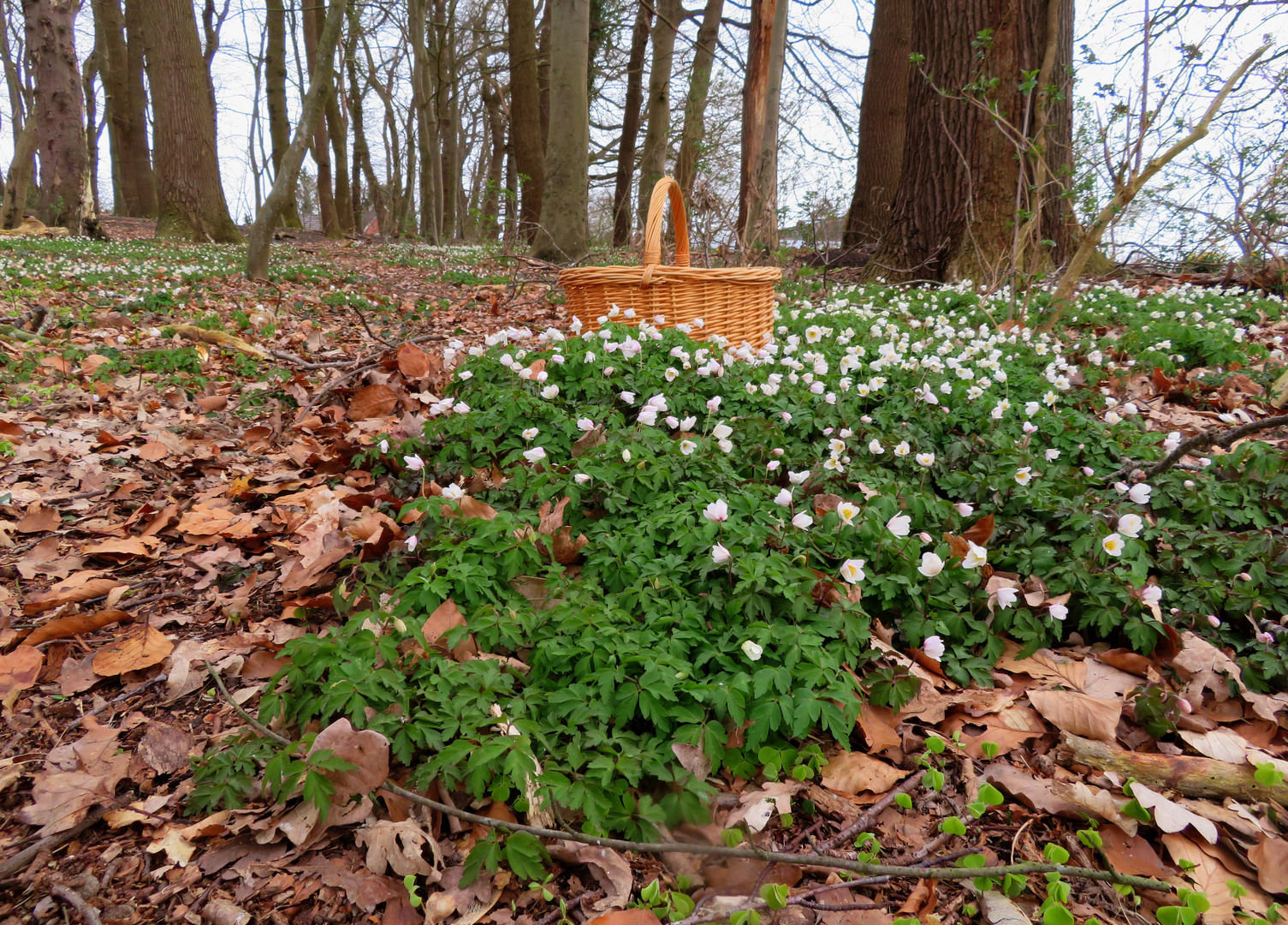 Gestern im kleinen Hang - Wald ... 