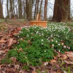 Gestern im kleinen Hang - Wald ... 