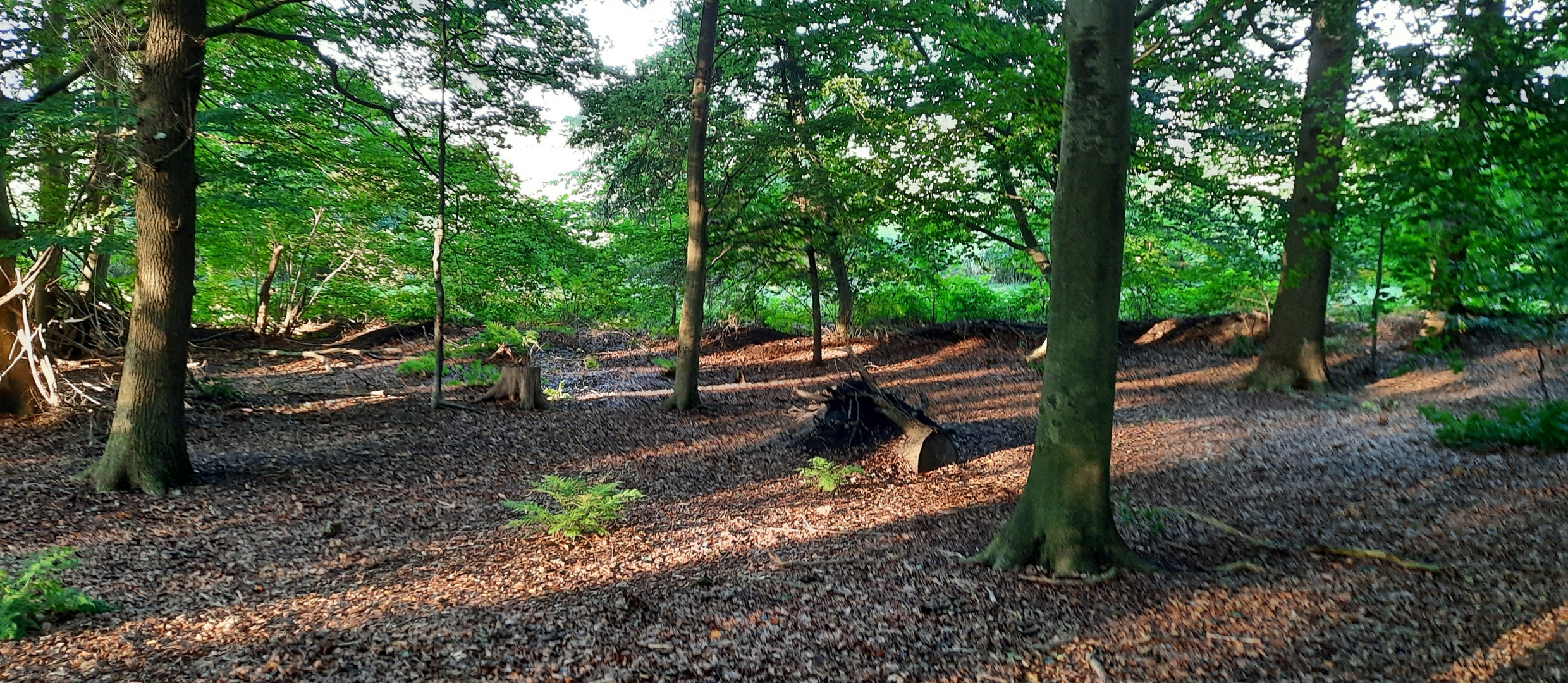 gestern im kleinen Wald 