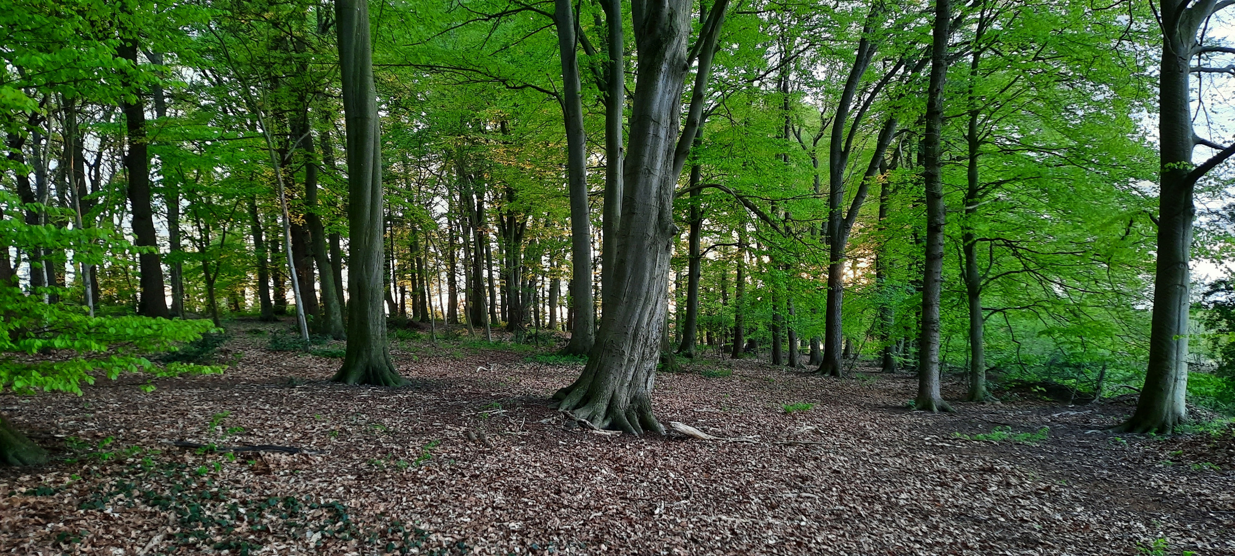 Gestern im kleinen Wald ...