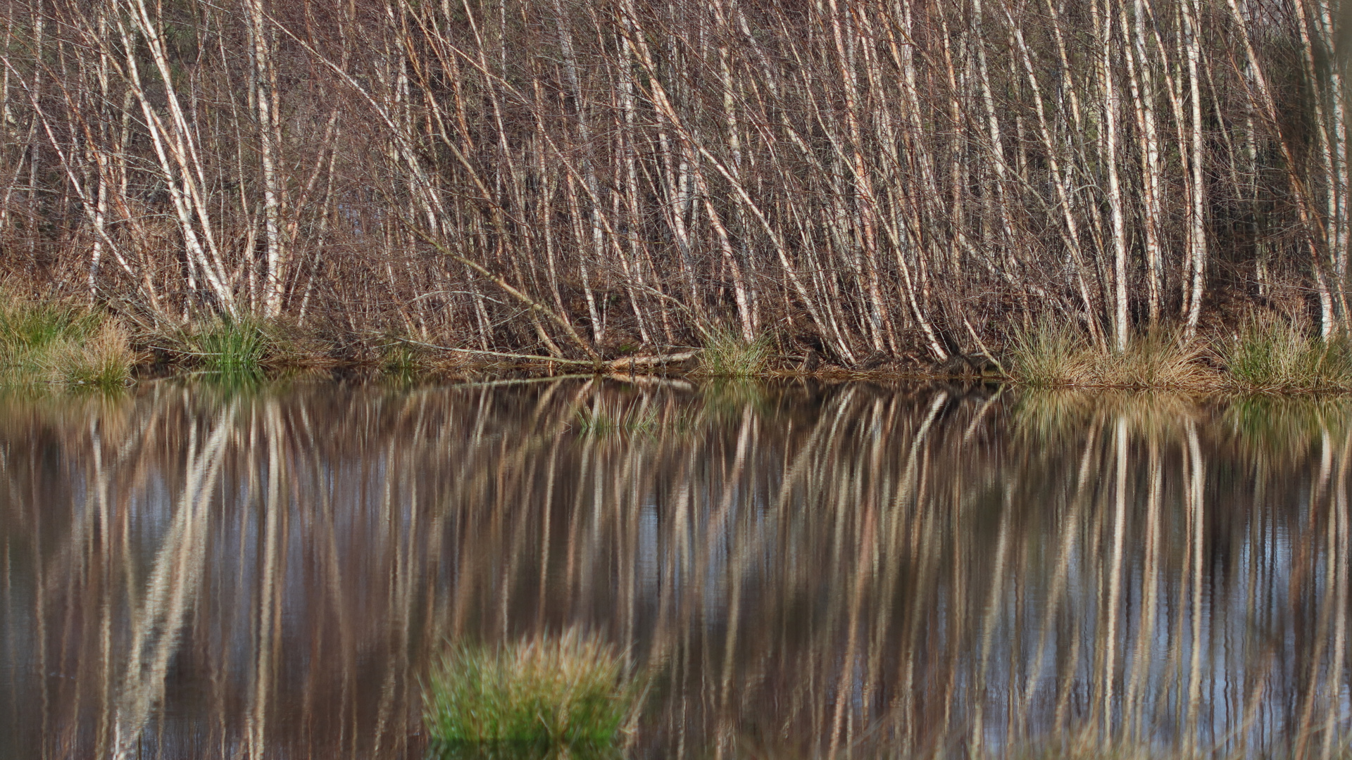 Gestern im Moor 3