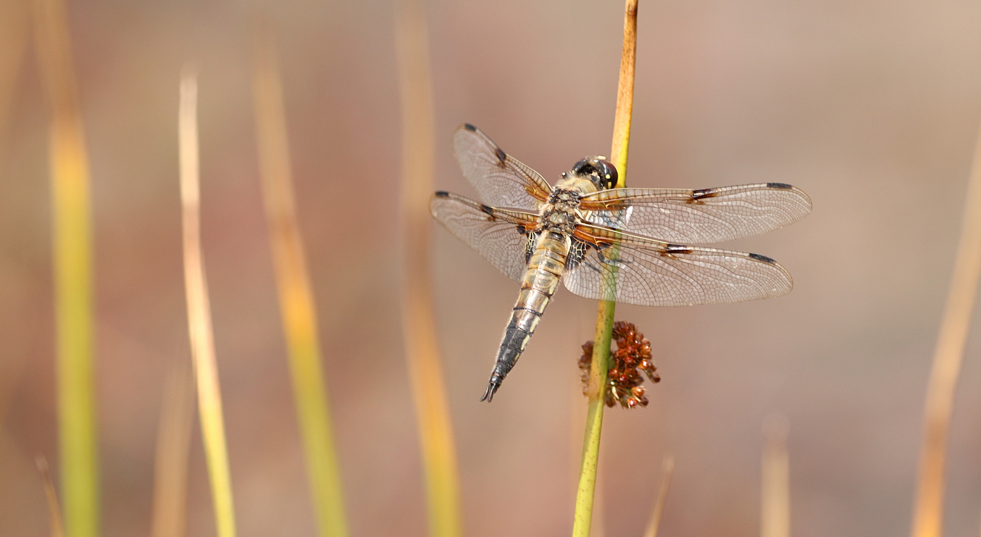 Gestern im Moor...