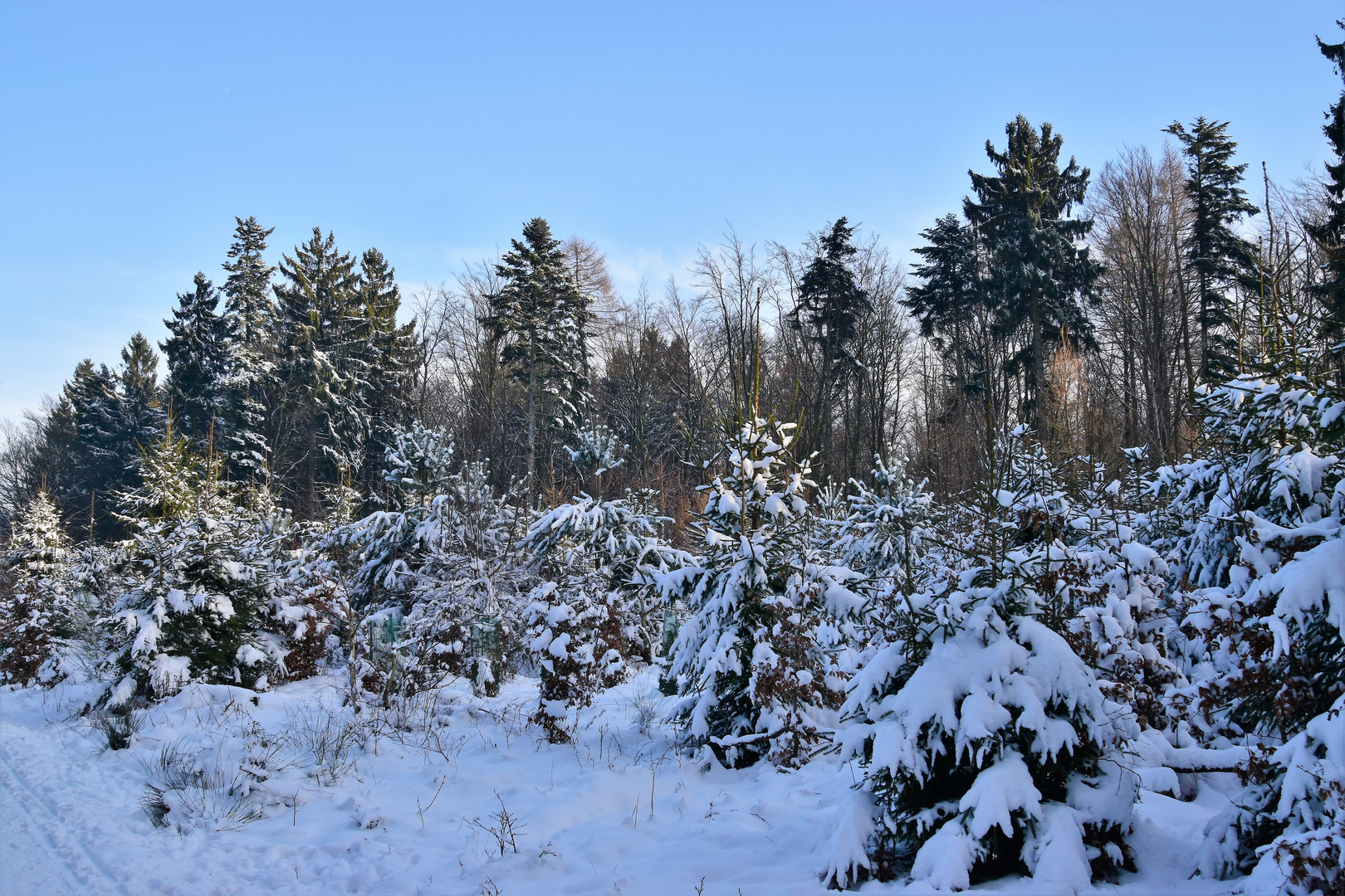 Gestern im Odins Winterwald .....