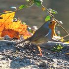 Gestern im Park...