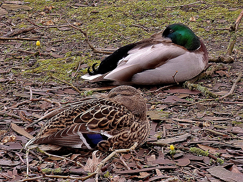 Gestern im Rombergpark.