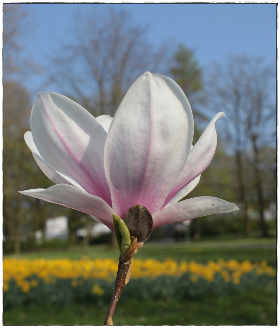 Gestern im Schiederpark endlich geöffnet