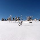 Gestern im Schwarzwald