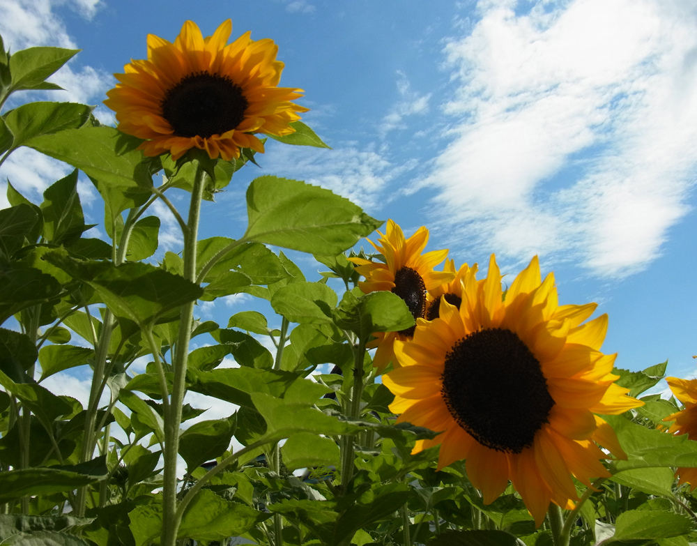 Gestern im Sonnenblumenfeld