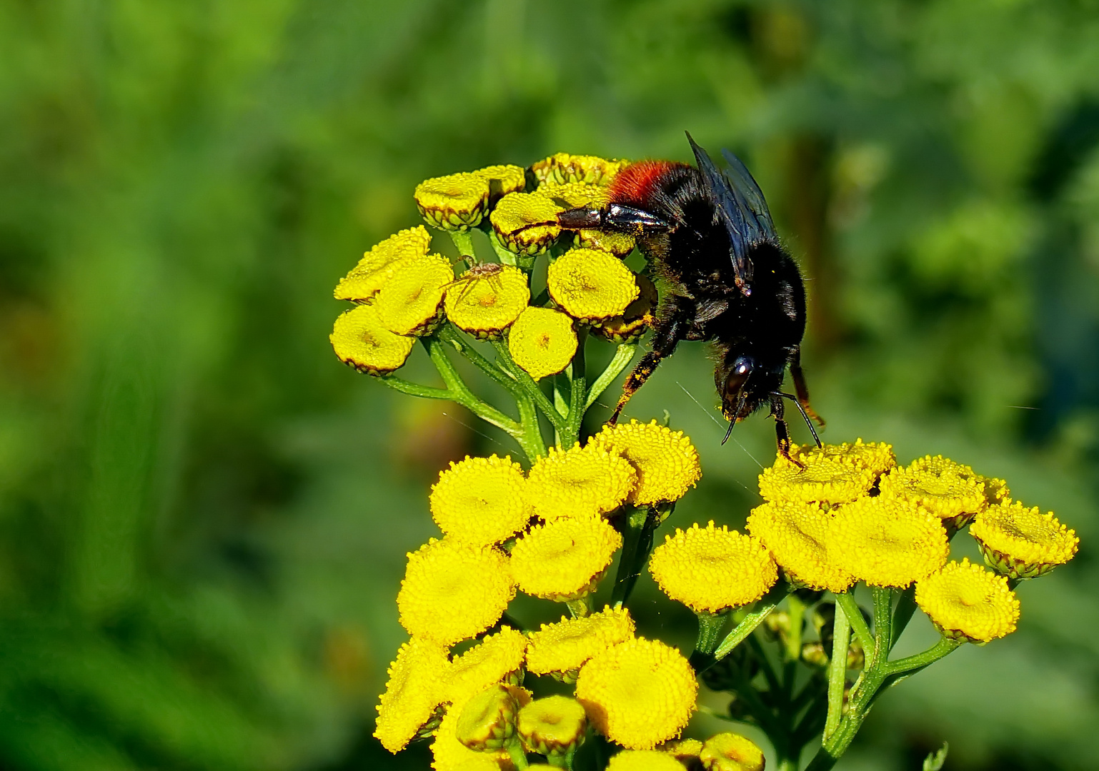 Gestern im Sonnenschein 