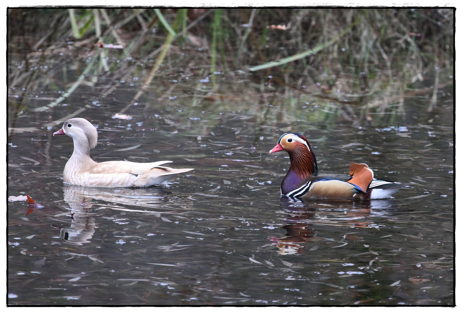 Gestern im Teich in Schwalenberg