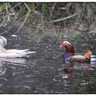 Gestern im Teich in Schwalenberg