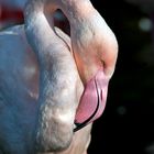 Gestern im Tierpark...