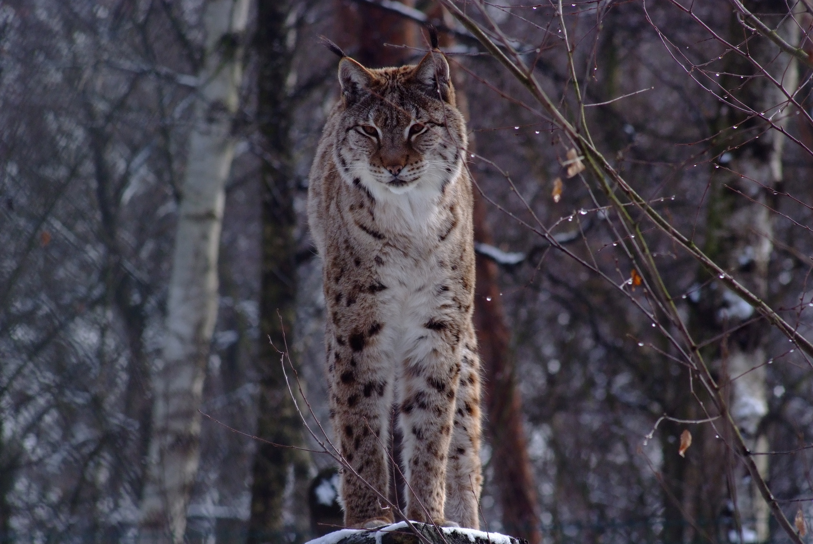 Gestern im Tierpark