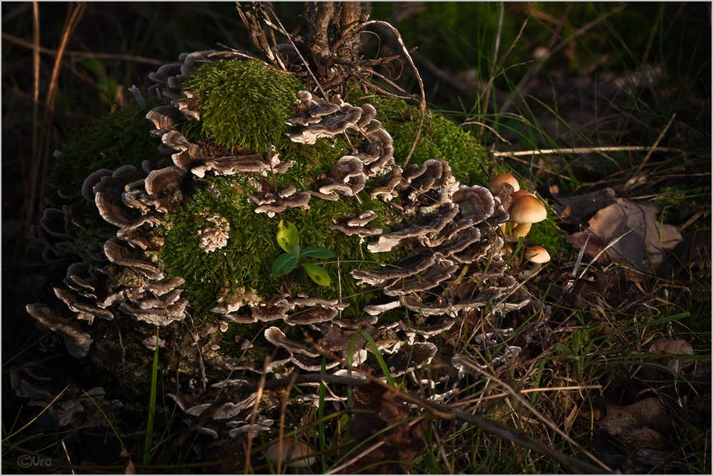 gestern im Wald