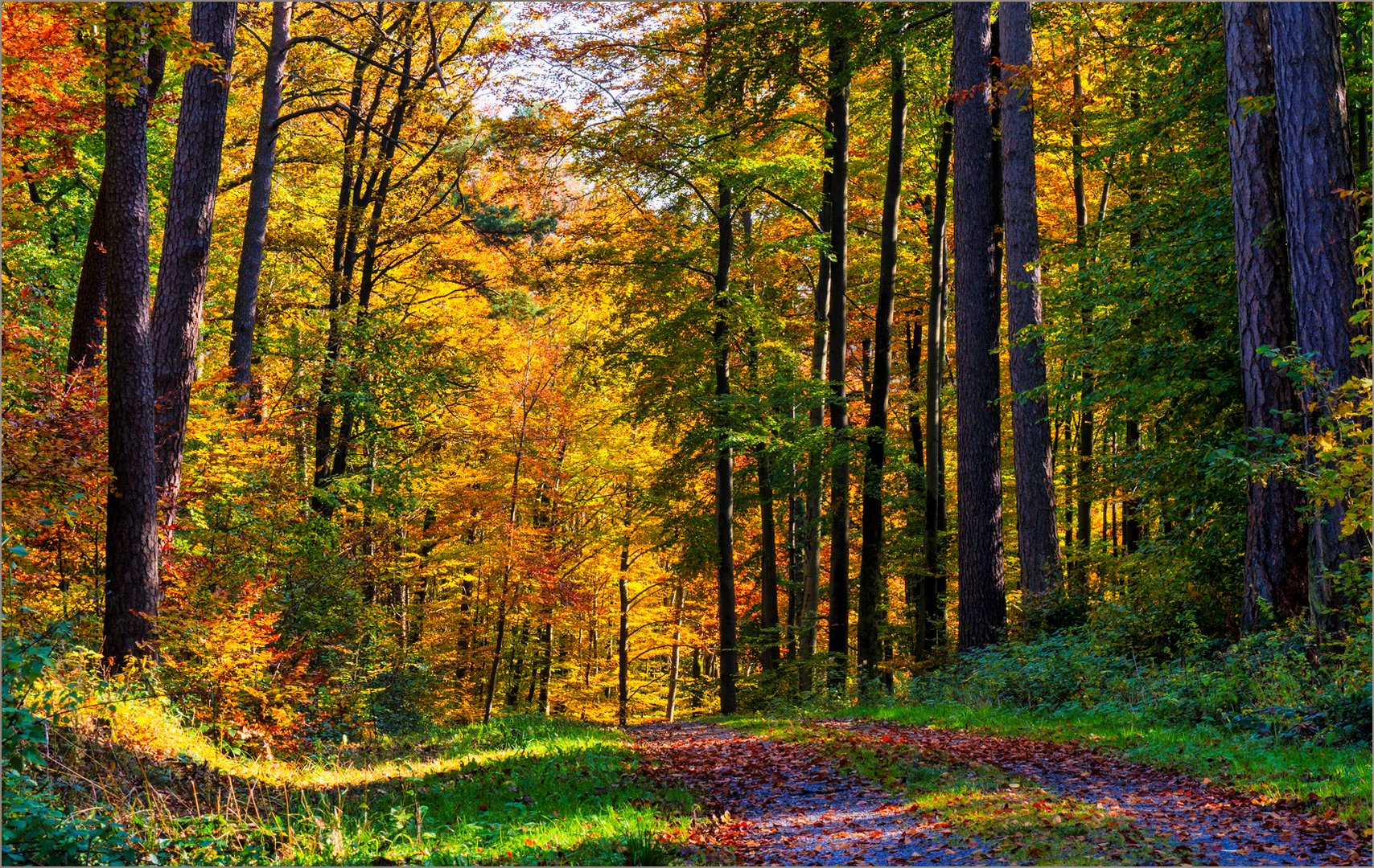 Gestern im Wald