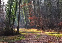 Gestern im Wald