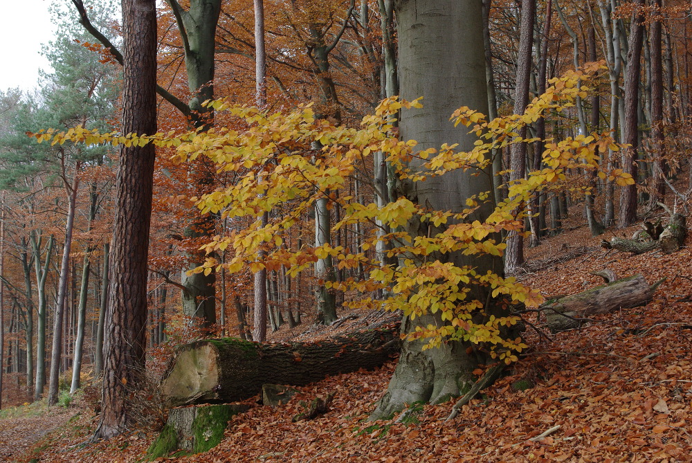 Gestern im Wald