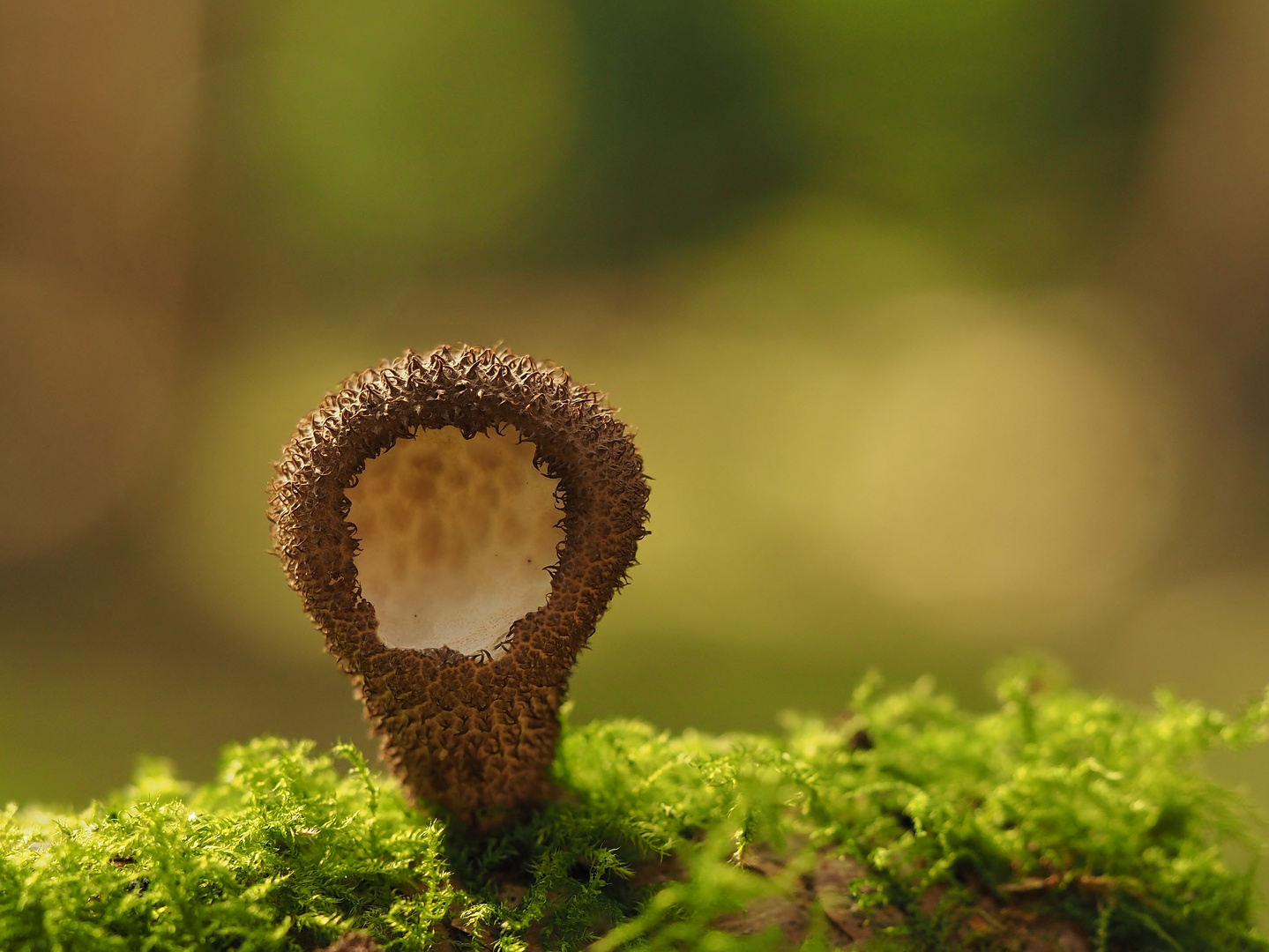 Gestern im Wald.....