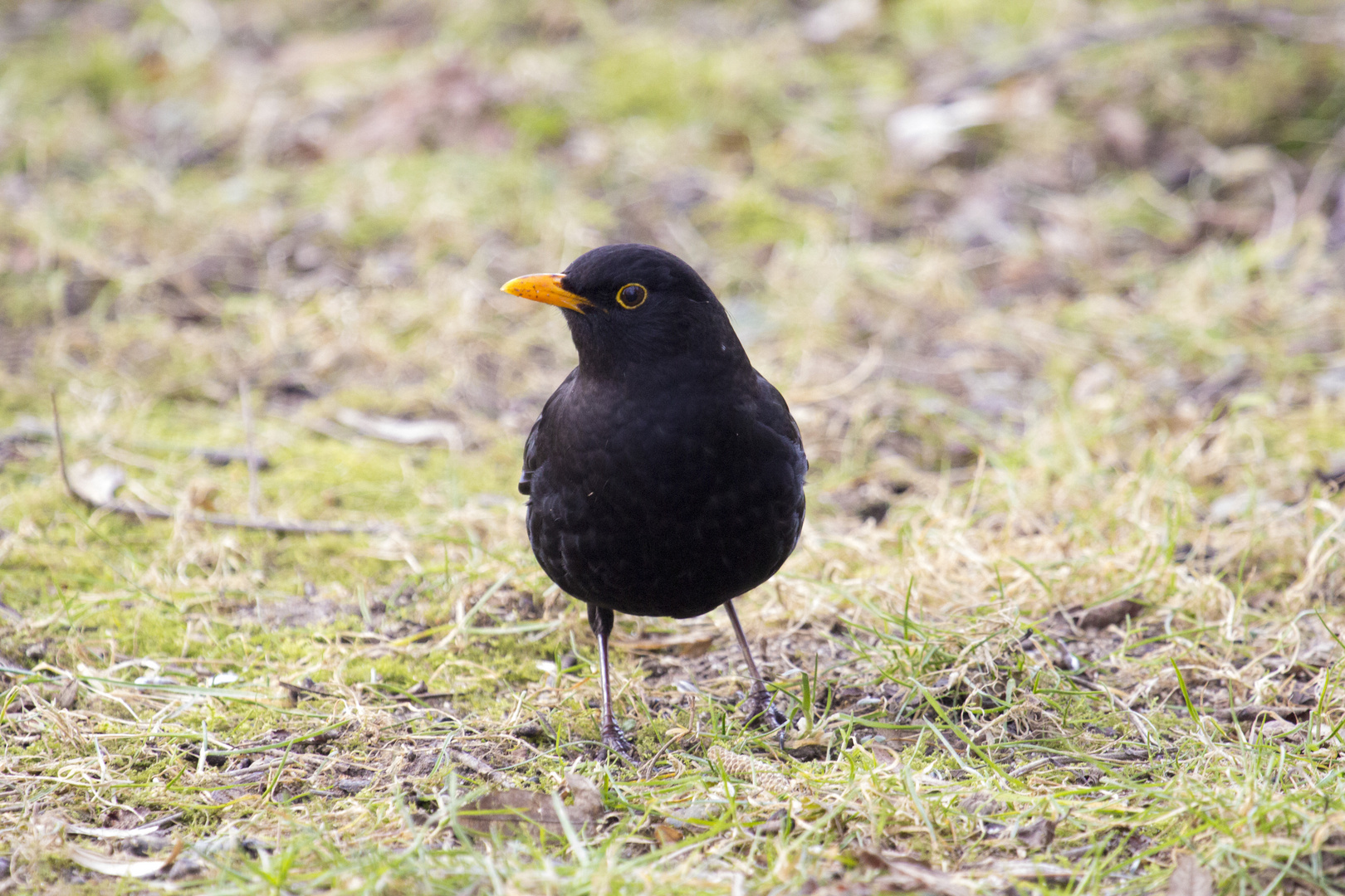 Gestern im Wald, Amsel