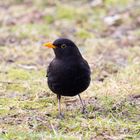 Gestern im Wald, Amsel