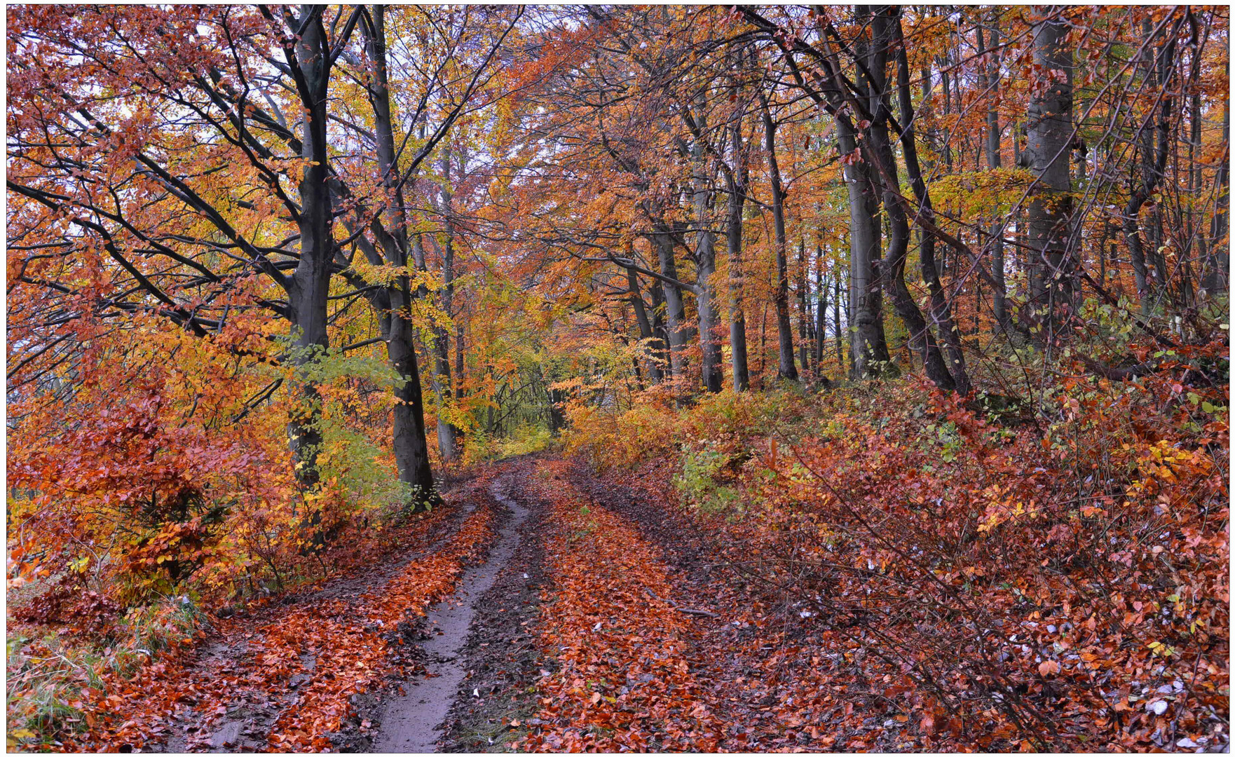 Gestern im Wald (ayer en el bosque)