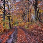 Gestern im Wald (ayer en el bosque)